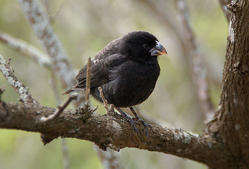 Medium ground finch